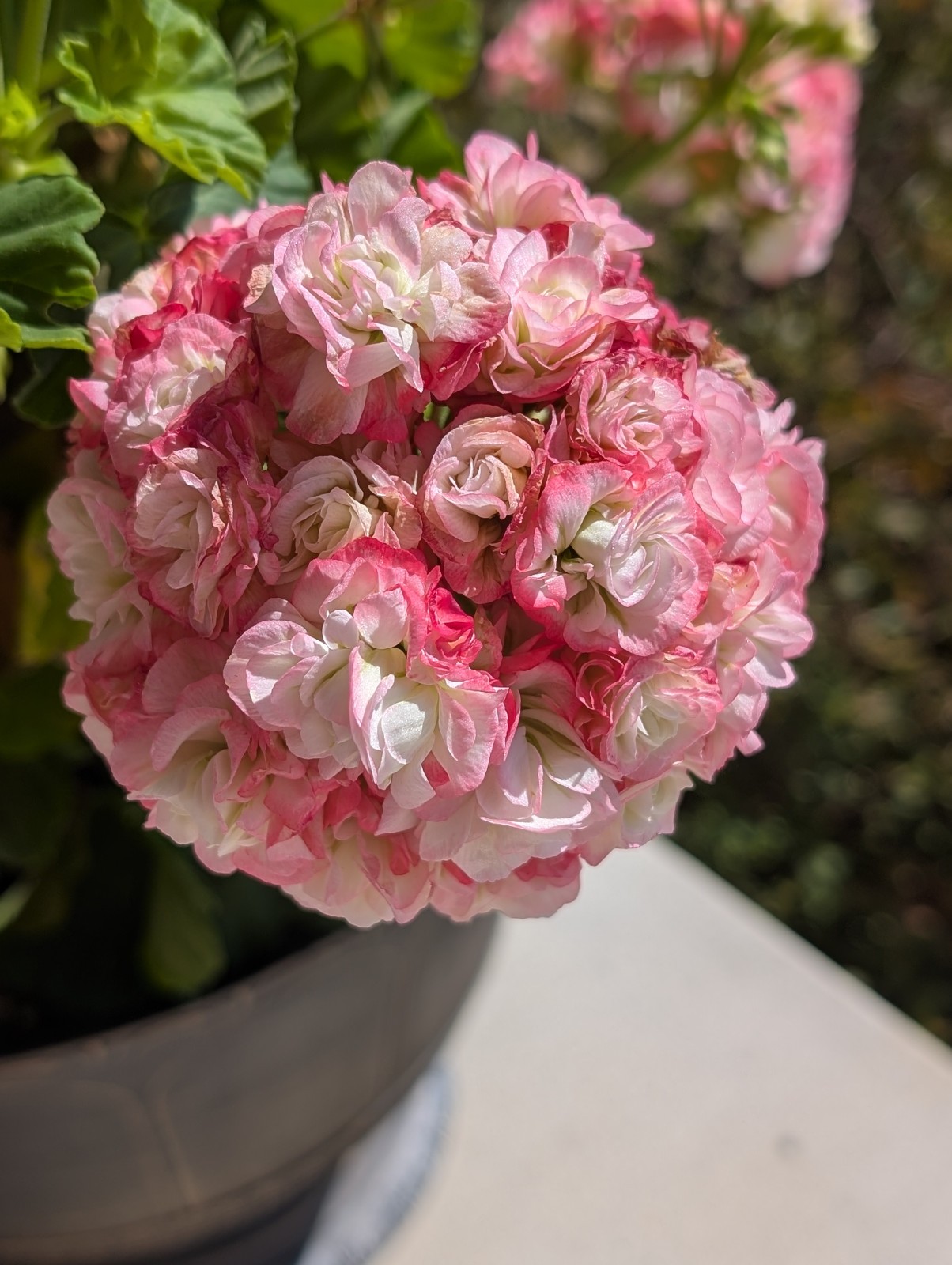 Rosebud Geranium - Apple Blossom - LIVE ROOTED PLANTS