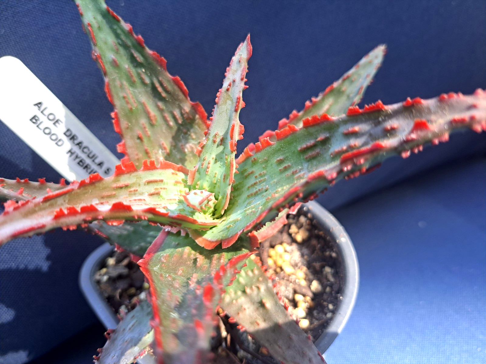 ALOE \