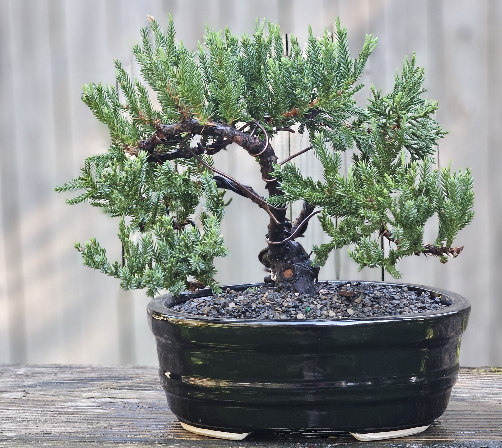 San Jose Juniper Bonsai In 8 Inch Ceramic Pot. 9 Year Old Beauty. 