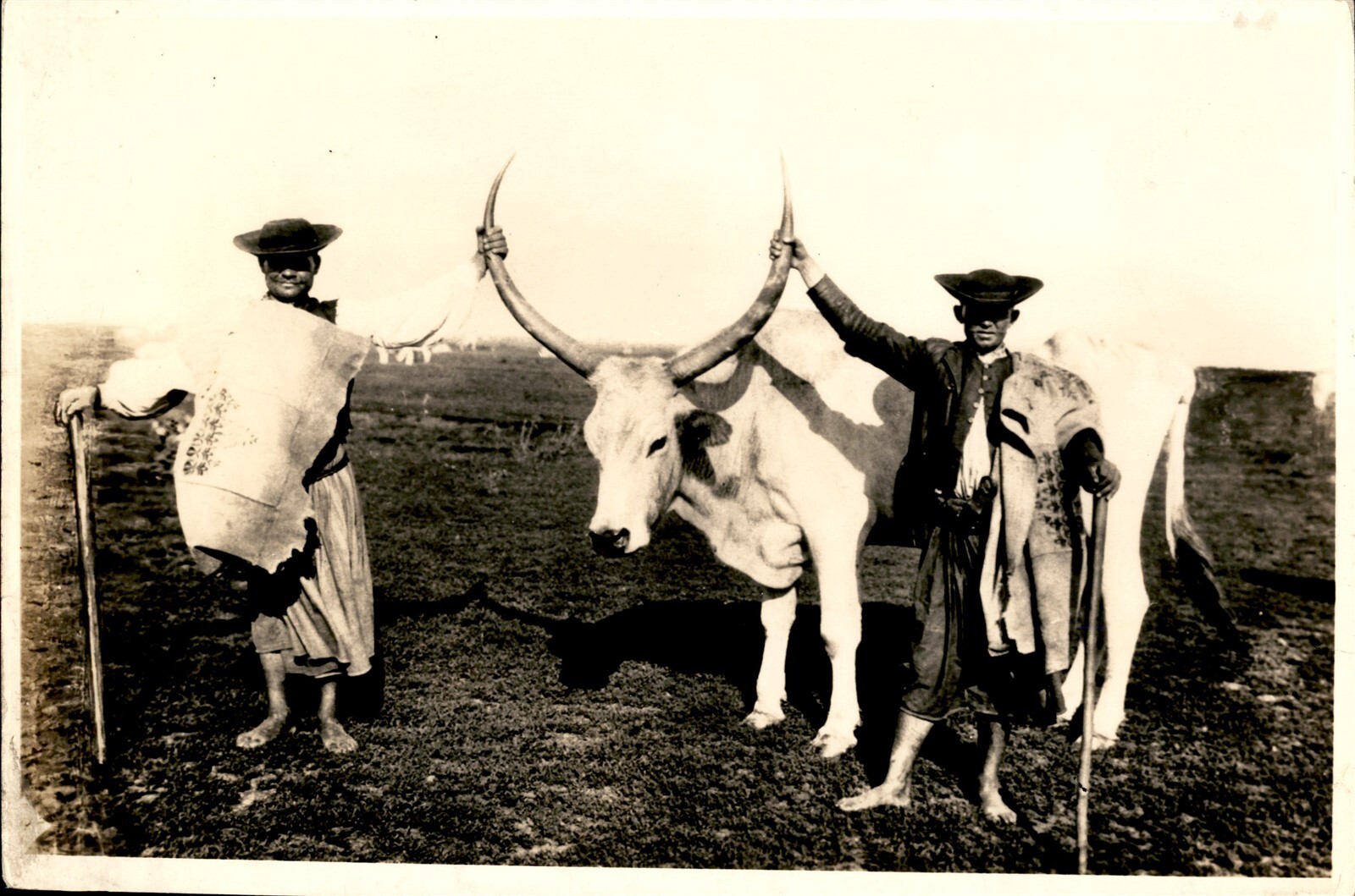 GA252 Approx 1920s Original Photo PRIDE OF THE HERD BIG BULL MEZOKOVESD HUNGARY
