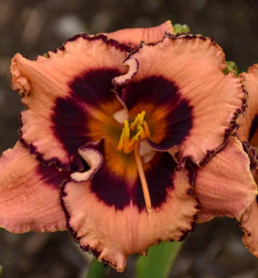 Daylily Hungry Eyes