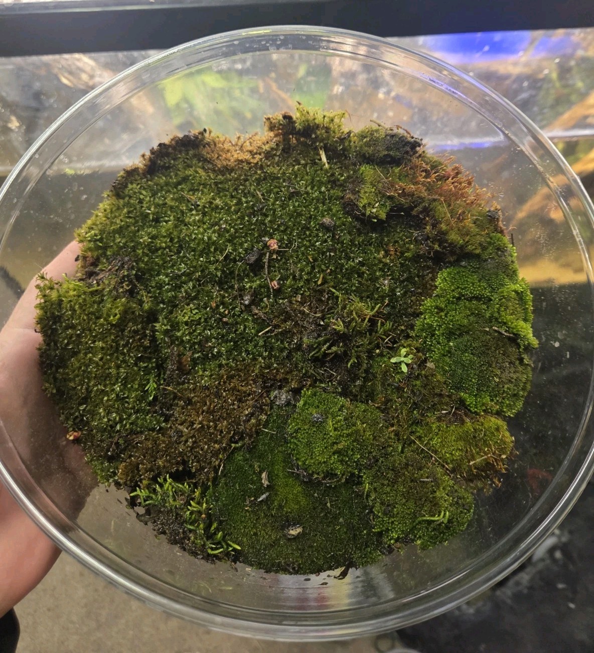 LIVE MOSS Temperate Species, Sandwich BAG AMOUNT Ohio Locality LIVE MOSS Temperate Species, Sandwich BAG AMOUNT Ohio Locality