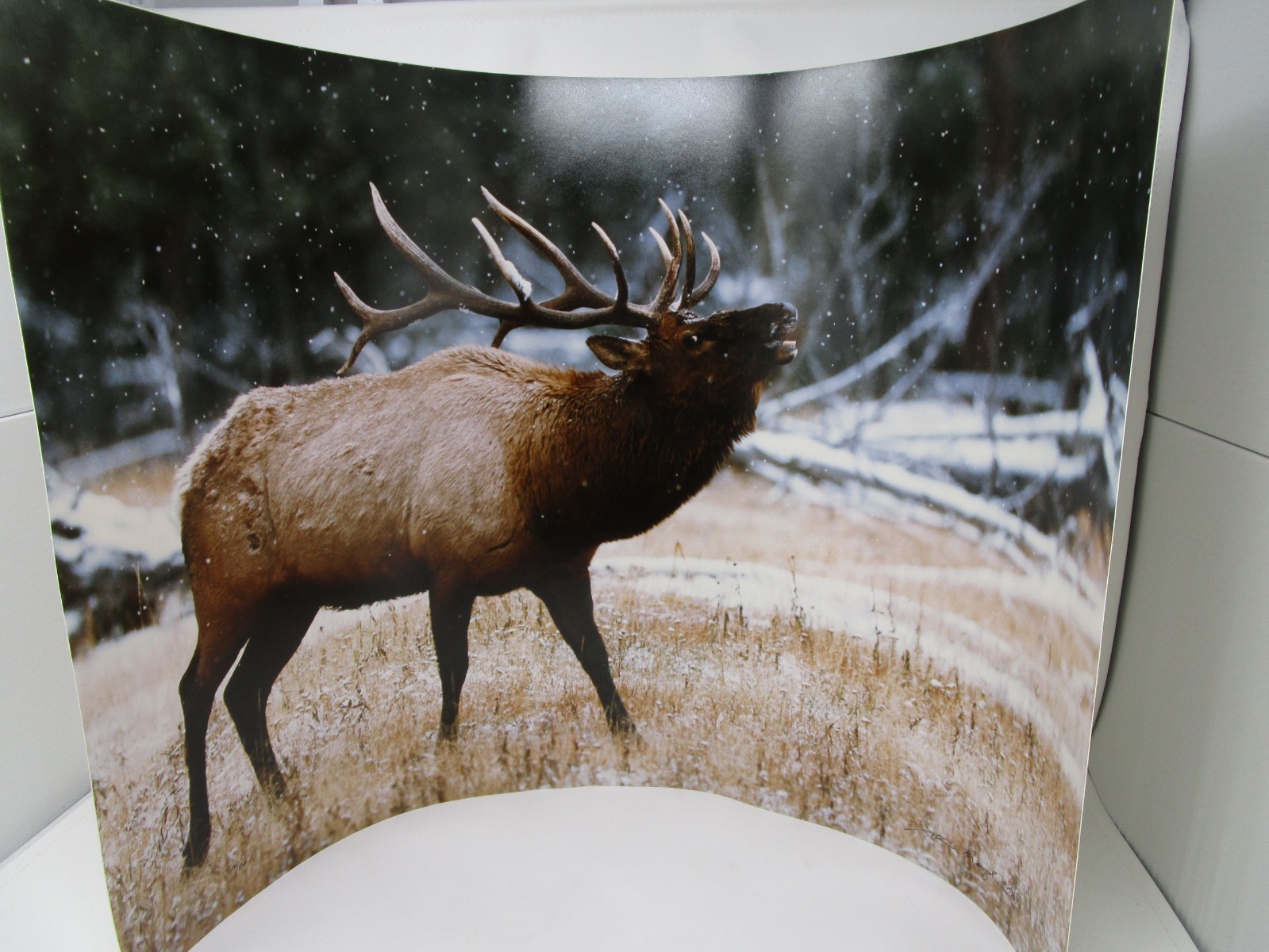 Yellowstone Park Bugling Elk Huge Photo Print #641/950 1984 Thomas Mangelsen