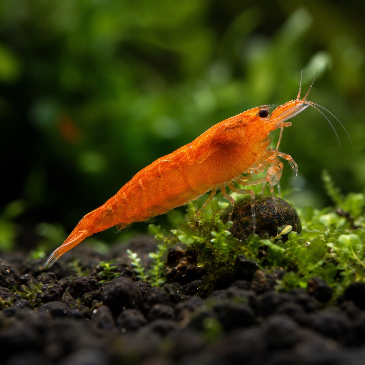20+3 Live Orange Sunkist Freshwater Aquarium Shrimp - Beginner Friendly