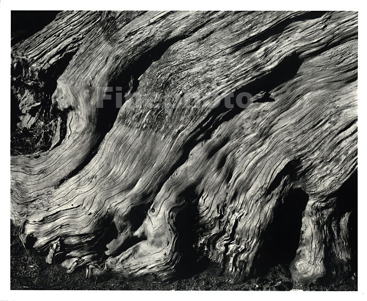 1929/49 Vintage EDWARD WESTON California POINT LOBOS Cypress Roots KROMEKOTE Art