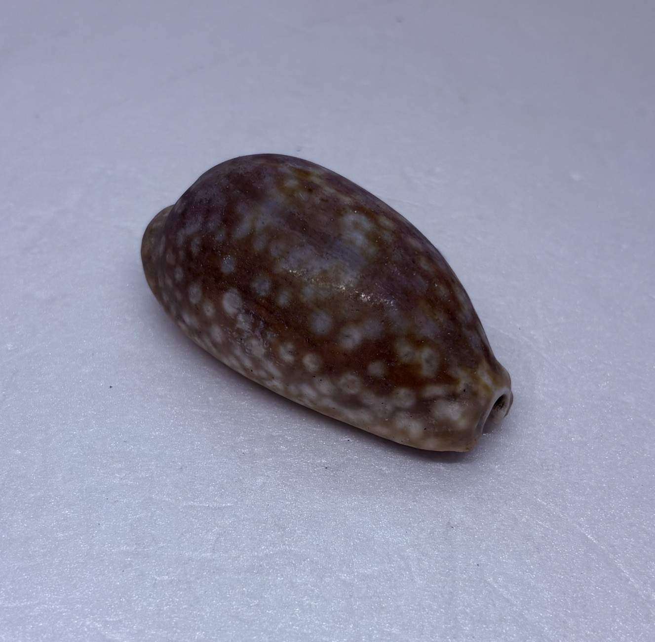 Vintage 1980s Cyraea Cowrie Lyncina Vitellus Sea Shell 3.25” Art Decor 17 Vintage 1980s Cyraea Cowrie Lyncina Vitellus Sea Shell 3.25” Art Decor 17
