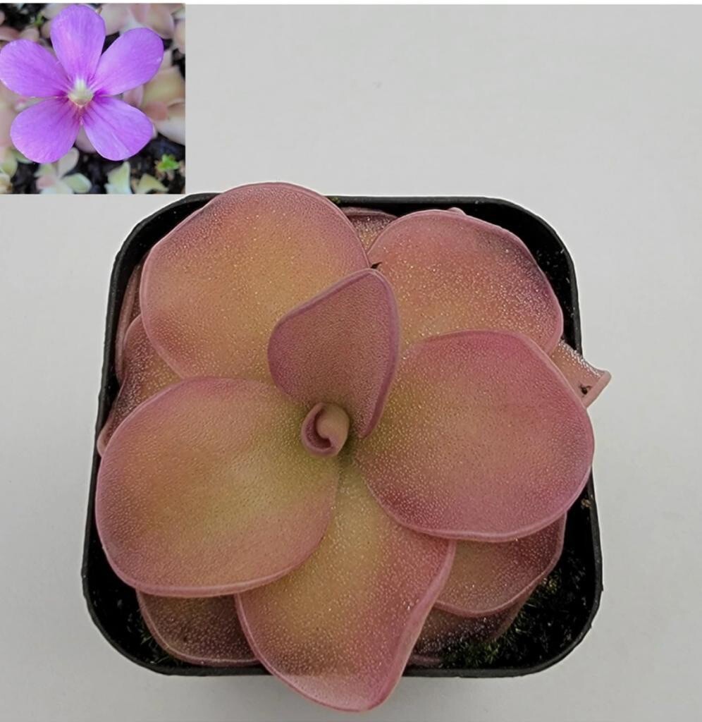 Pinguicula pirouette (Butterworts) Bare-root