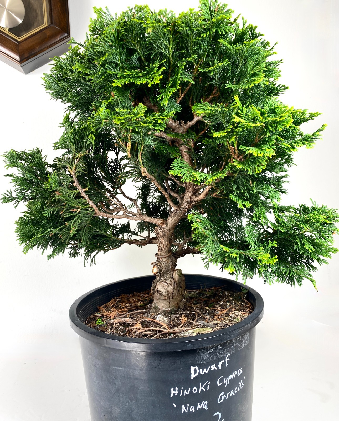 Dwarf Hinoki Cypress Pre-Bonsai ~ 3 gal ~Pruned For Basic Shape ~ Large Trunk