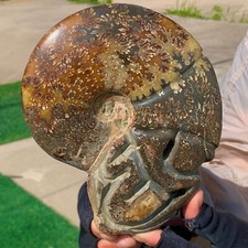 2.42LB Rare Natural Tentacle Ammonite Specimen Shell Healing Madagascar picture