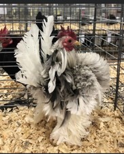 6 + 3 SQ Fresh Serama Hatching Eggs Splash Blue Black Chocolate Mottled NPIP picture