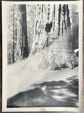 1908 Photograph GRIZZLY GIANT Tree SEQUOIA Park, California picture