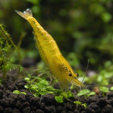 20+3 Live Yellow Neocaridina Freshwater Aquarium Shrimp - Beginner Friendly picture