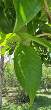 30 Fresh Mayal Apple Leave Manzana Rosa Syzygium Malaccense Antioxidant Culinary picture