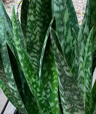 5x Snake Plant Cuttings Mother-In-Law's Tongue Sanseveria Air Purification Home picture