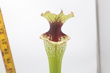 Sarracenia - 