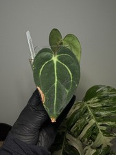 Anthurium carlablackiae 