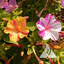 125+ BROKEN COLORS FOUR O'CLOCK SEEDS FRESH FOR YOUR FLOWER GARDENS picture