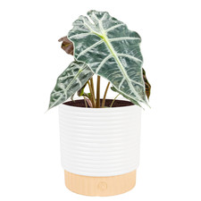 Costa Farms Alocasia Polly Live Plant In Decorative Pot Indoor Houseplant picture