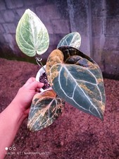Anthurium Megatron x Anthurium Domino Variegated Real Plant $960 picture