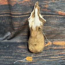 Real Bull Cow Scrotum Nut Sac Taxidermy Oddities Unique Gag Gift Ball Bag Joke picture