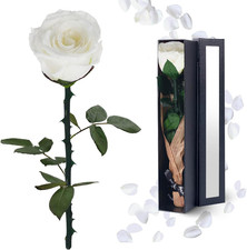 Forever Preserved White Rose Gift for Women Mom Grandma Valentine’s Day picture