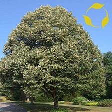 SILVER LINDEN Tilia Tomentosa 20 SEEDS picture