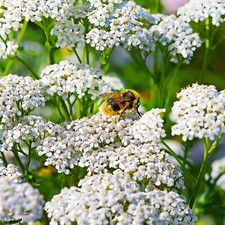 2000+ Yarrow Seeds WHITE (Achillea millefolium) - Perennial Non-GMO Pollinators picture