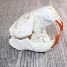 Beaver Skull #368 picture
