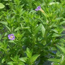 10+ Stems Rice paddy herb Limnophila  Live Aquarium Plant Buy 2 Get 1 Free picture