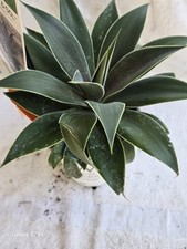 1 Large MANGAVE - LAVENDER LADY..BOGO SALE picture