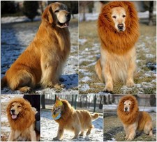 Dog Lion Mane Costume with Ears,Comfortable Fancy Halloween Lion Mane Wig Costum picture
