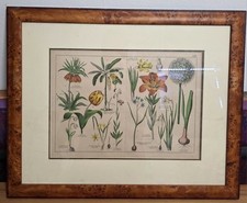  Rare 1887 Original Botanical Lithograph Tafel XVII Dr. Schubert Burlwood Framed picture