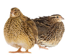 15+ Georgia Giant Jumbo Coturnix Quail Hatching Eggs NPIP AI Free picture
