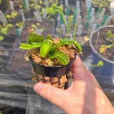 B52 Hybrid Venus Flytrap – Giant Trap Carnivorous Plant – Live Dionaea Muscipula picture