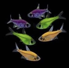 3 Assorted Pristella Tetra Glofish. Low Shipping picture