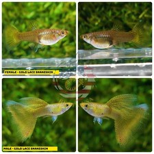5 PAIR    - Live Aquarium Guppy Fish High Quality -  Gold Lace picture