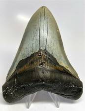 5 INCH REAL MEGALODON SHARK TOOTH BIG FOSSIL GIANT GENUINE PREHISTORIC TEETH MEG picture