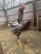 12 Hatching Eggs Giant Chicks Hybrid - Indio Gigante Dual Purpose Egg Layers picture