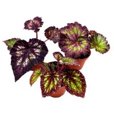 Harmony's Purple and Green Begonia Assortment 4 inch Set of 3 Harmony Hybrids Sp picture
