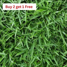 Zenith Zoysia Grass Seed (2-Pack) – Over 10,000 Seeds for a Lush, Healthy Lawn picture