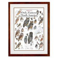 Earth Sky + Water - Sibleys Owls of Eastern North America - Double-matted picture