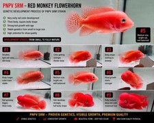Carefully Selected Premium Super Red Monkey PNPV Male Peeled Flowerhorn 7-12Cm picture