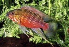 1 PAIR Apistogramma Hongsloi Super Red .tank Raise FreshWater  Fish.very Healthy picture