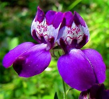 Beautiful Chinese Houses Seeds 200 SEEDS NON-GMO --BUY (4) ITEMS  picture