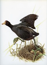 J F Lansdowne AMERICAN COOT Mud Hen bird illustration 1968 vintage bird print picture