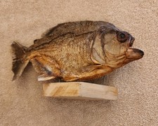 Vintage Taxidermy Piranha on Wood Base from Amazon Jungle in Peru circa 1990 picture