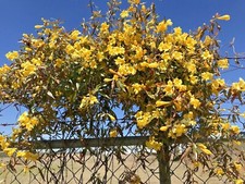 7 Carolina Jasmine Yellow Starter Climbing Hummingbird Vines Plant Bare Root picture