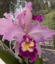 HARDYANA C. dowiana v rosita 'Sebastian Ferrell'  x C. warscewiczii 'Geneslag' picture