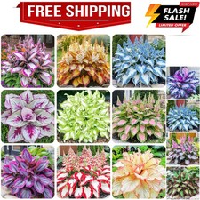 200+ Mixed Rare Hosta Seeds for Planting-Attract Pollinators Perennial Garden... picture