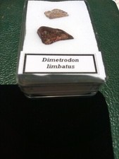 2 Amazing Permian fossil Dimetrodon pelycosaur, Dinosaur claws fossil on display picture